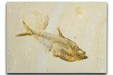 Detailed Fossil Fish (Diplomystus) - Wyoming #344748-1